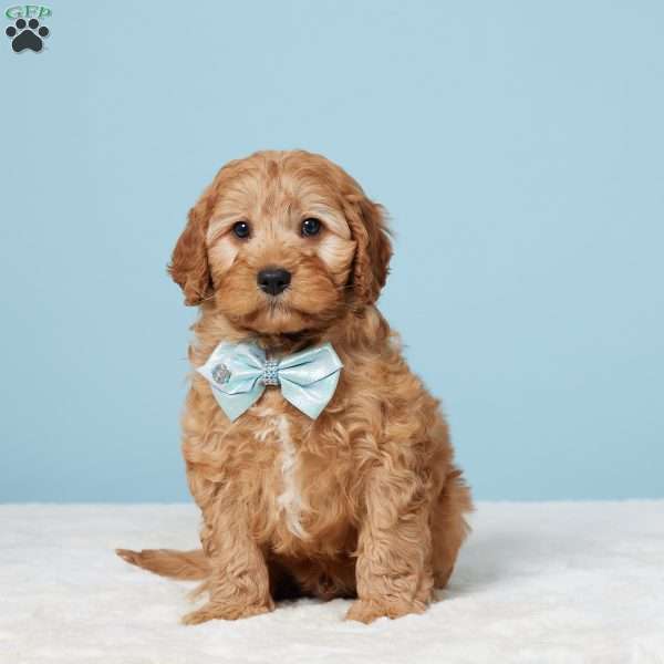 Mitch, Cavapoo Puppy